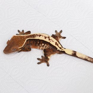 트라이 세이블 풀핀