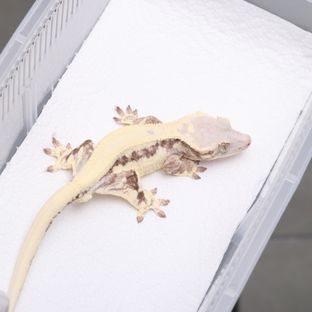 프라푸치노 드리피