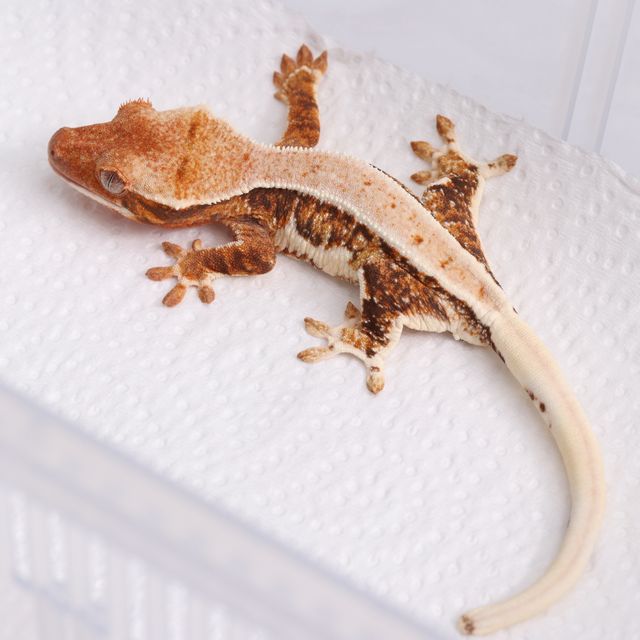 릴리화이트 트라이