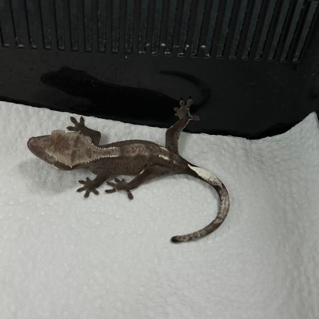 아잔틱