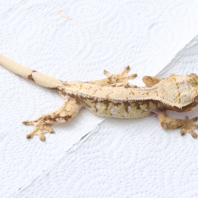 노멀 드리피 화이트스팟