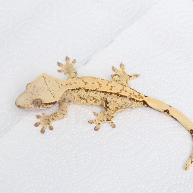 노멀 화이트스팟