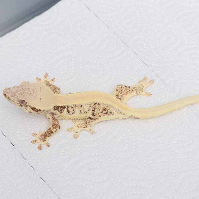 릴리화이트 솔리드백