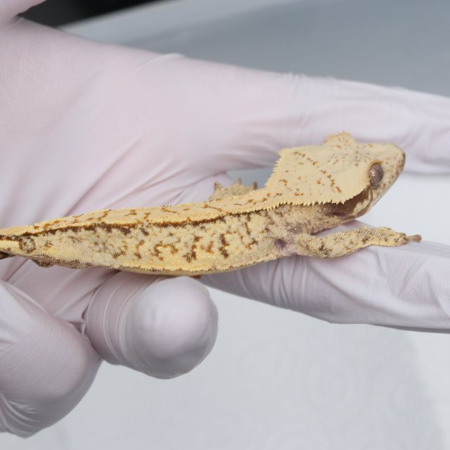 노멀 화이트스팟