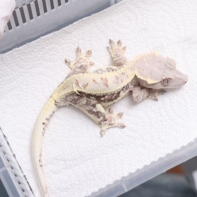 프라푸치노