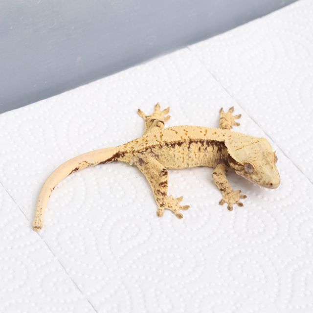 노멀 트라이 화이트스팟 드리피