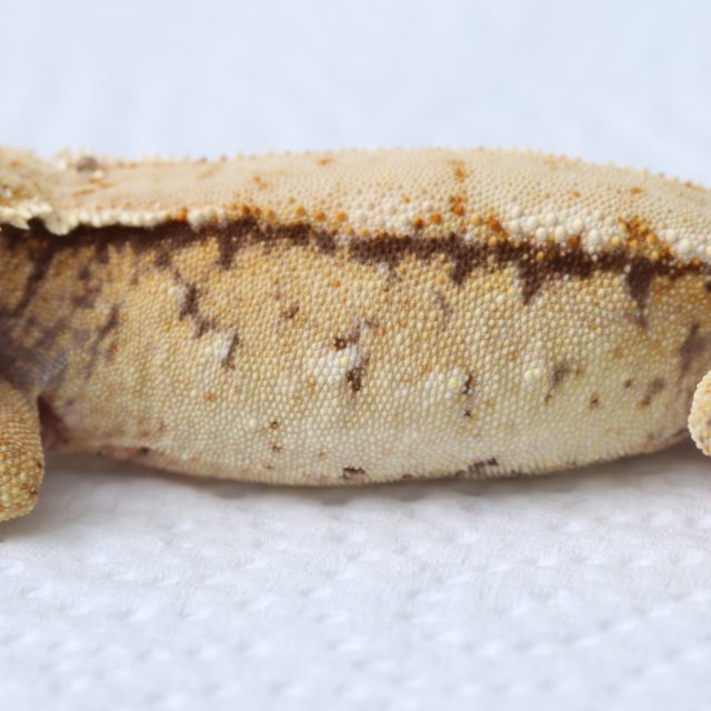 노멀 화이트스팟