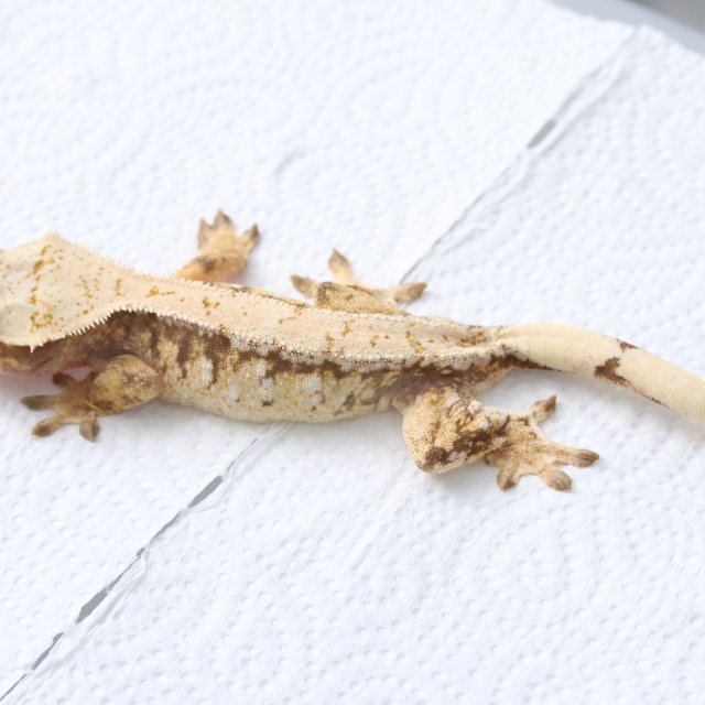 노멀 드리피 화이트스팟