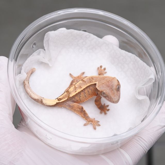 세이블