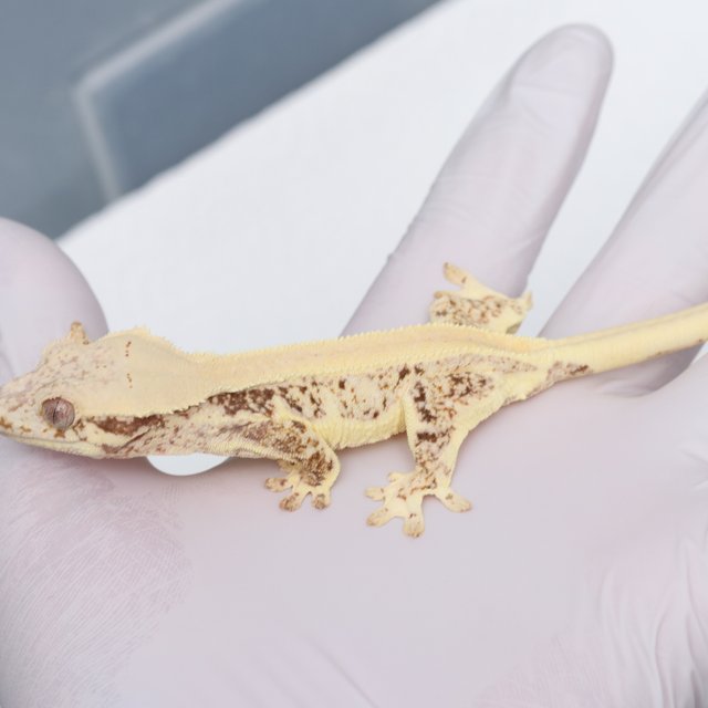 릴리화이트 솔리드백