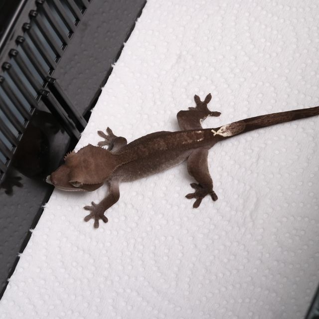 아잔틱