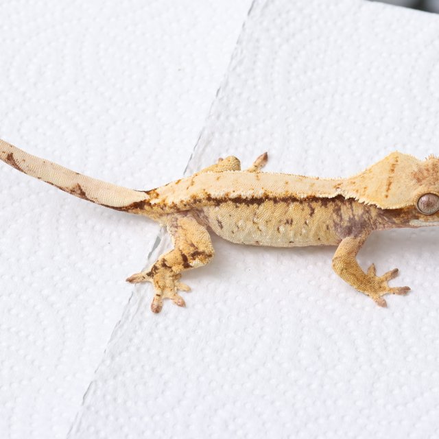 노멀 화이트스팟