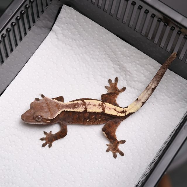 세이블 트라이