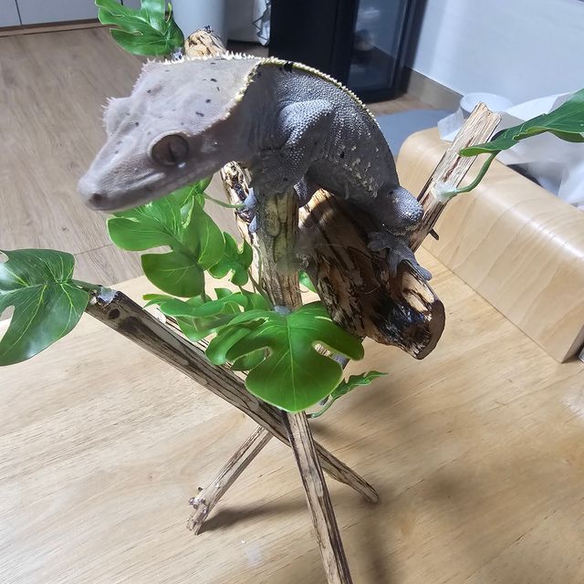 카푸치노