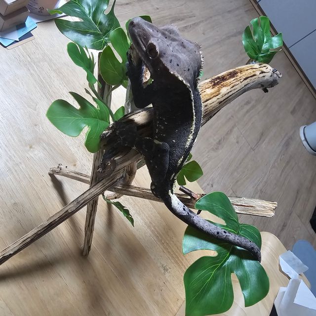 카푸치노