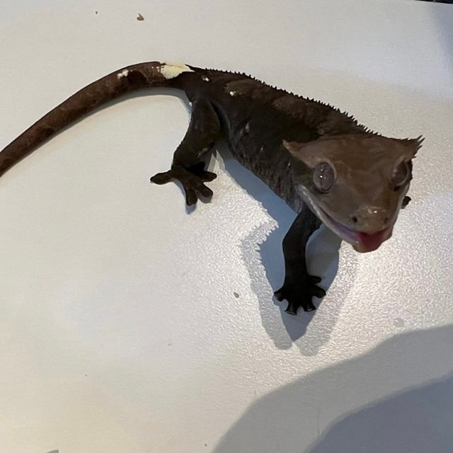 아잔틱