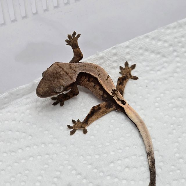 세이블