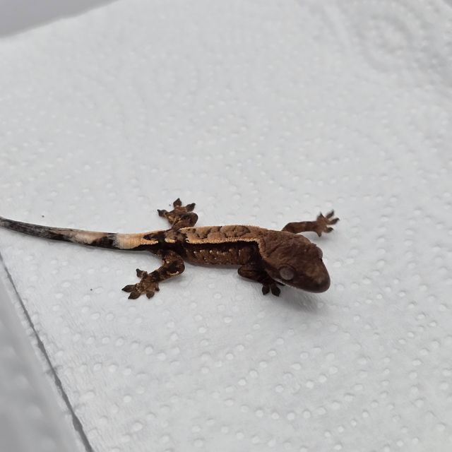 세이블