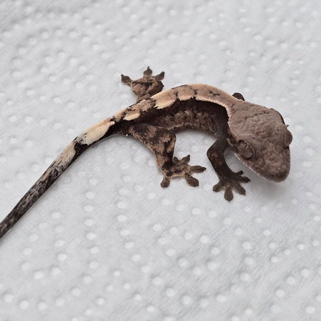 세이블