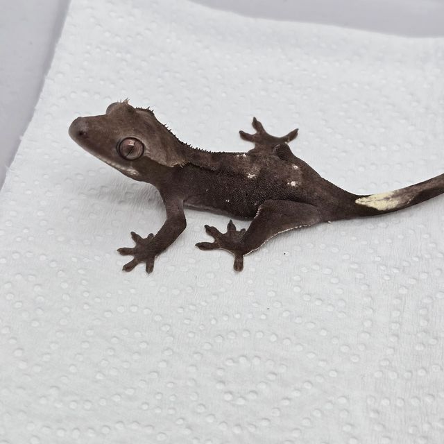 아잔틱