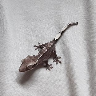 아잔틱