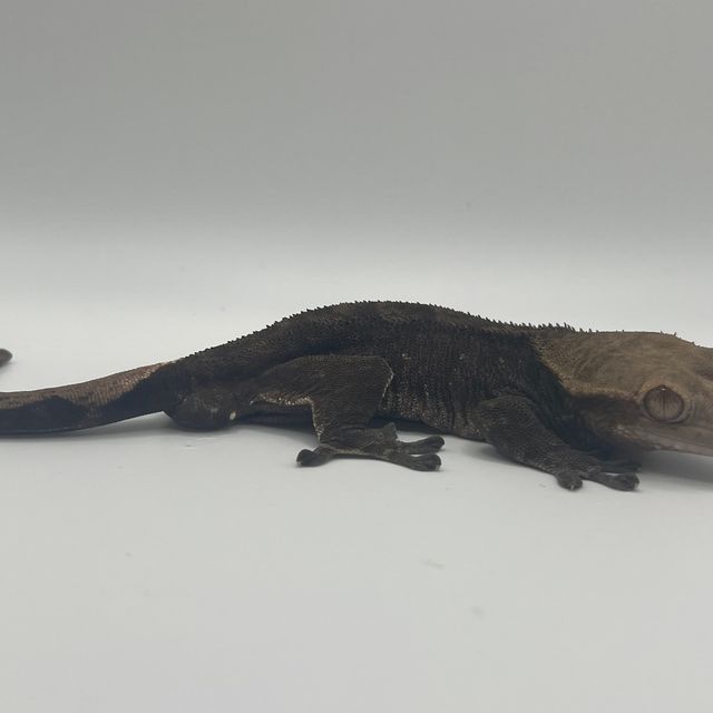 챠콜