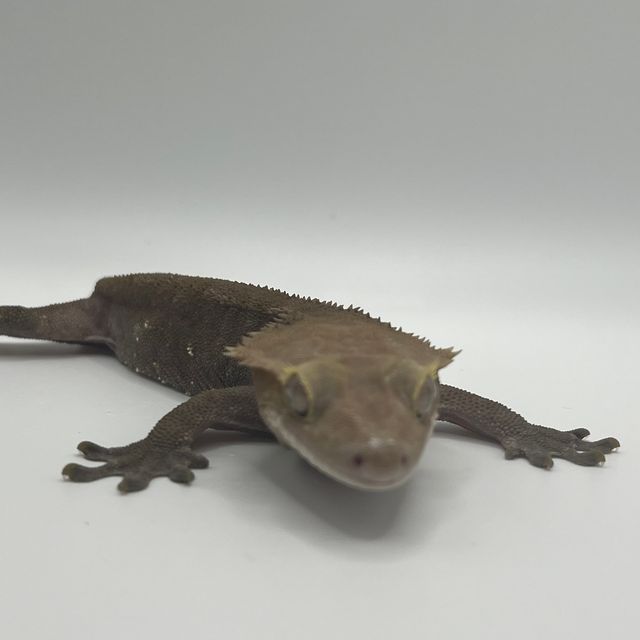 아잔틱