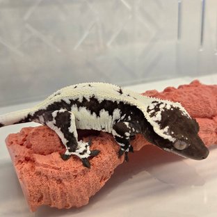 릴잔틱 아잔틱 릴리화이트 프라푸치노