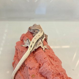 릴리100%헷아잔틱 프라푸치노 카푸치노 100%헷아잔틱 릴리화이트