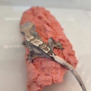 100%헷아잔틱 카푸치노