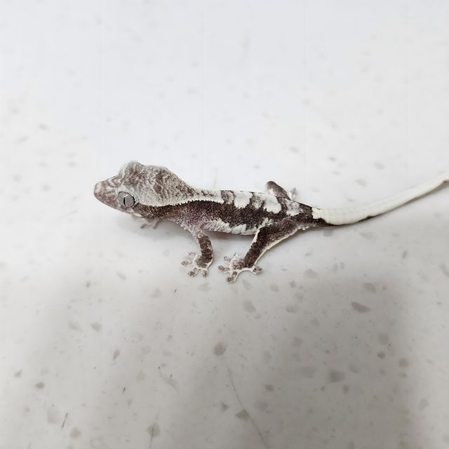 릴잔틱