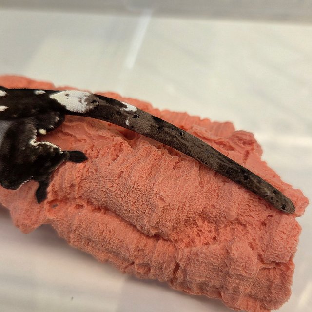 아잔틱 카푸치노