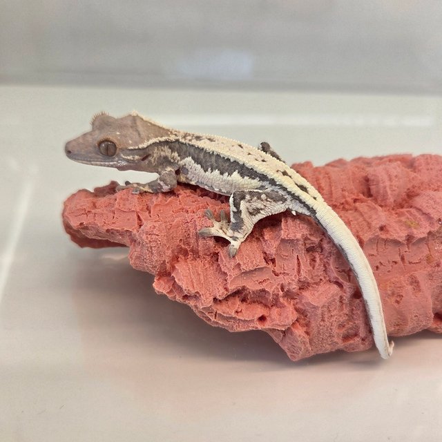 릴리100%헷아잔틱 프라푸치노 카푸치노 100%헷아잔틱 릴리화이트