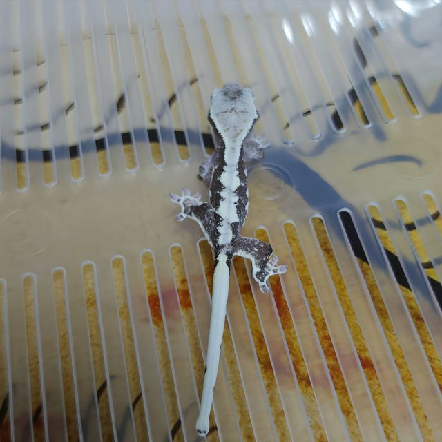 릴잔틱
