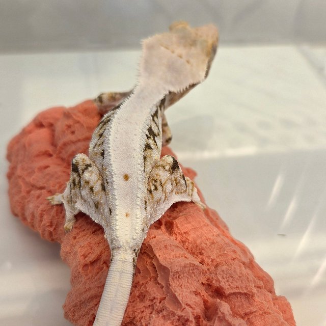 릴리100%헷아잔틱