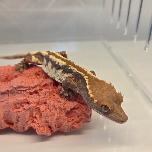 릴리100%헷아잔틱 프라푸치노 카푸치노