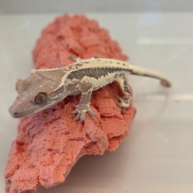 릴리100%헷아잔틱 프라푸치노 카푸치노 100%헷아잔틱 릴리화이트