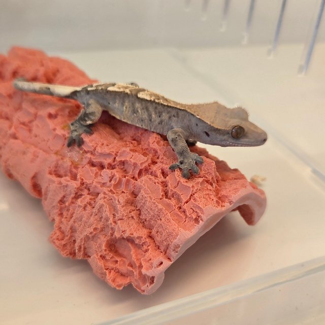 100%헷아잔틱 카푸치노