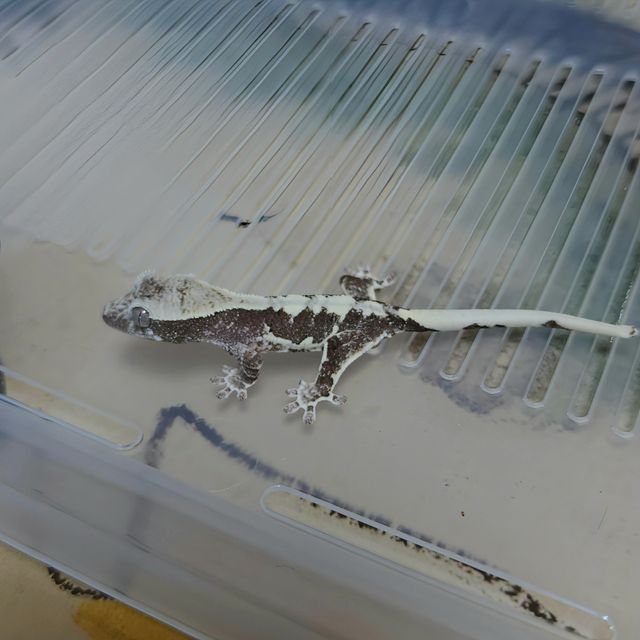 릴잔틱