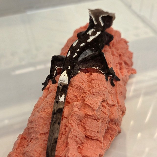 아잔틱 카푸치노