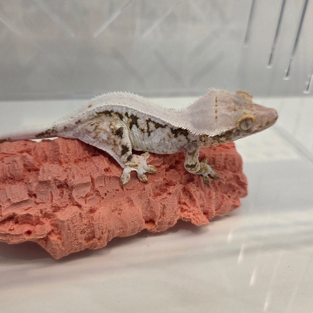 릴리100%헷아잔틱