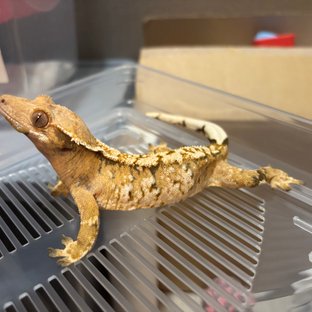 트라이 익스트림할리퀸