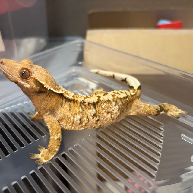 트라이 익스트림할리퀸