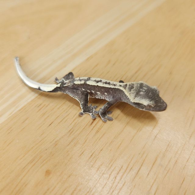 아잔틱