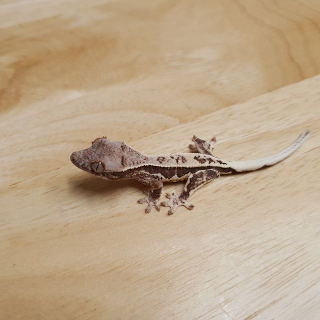 프라푸치노