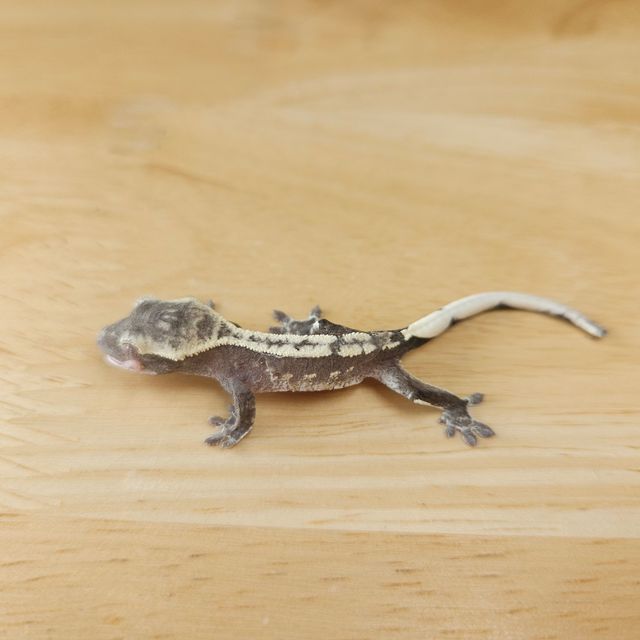 아잔틱