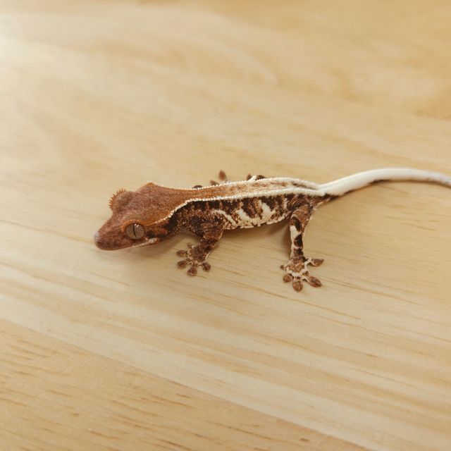 프라푸치노