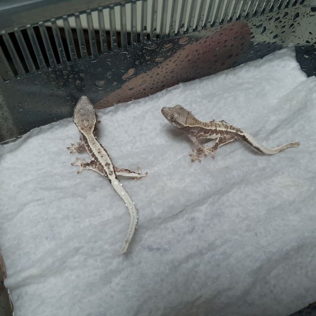 프라푸치노
