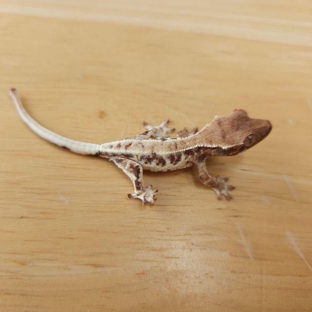 프라푸치노