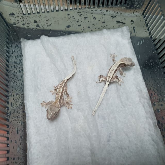 프라푸치노